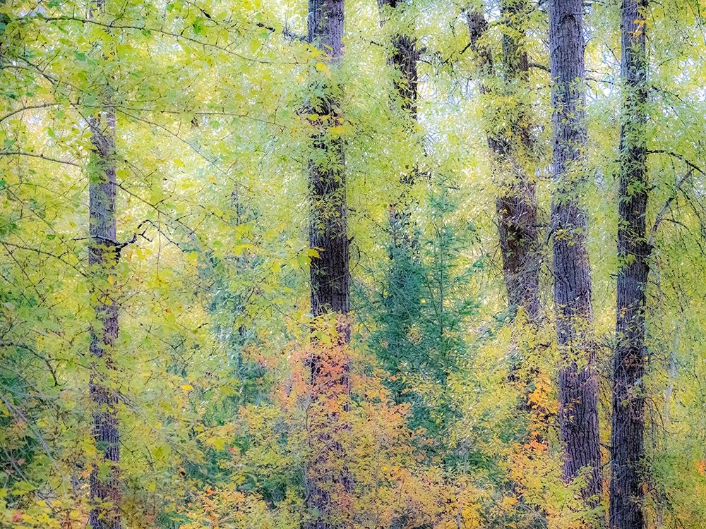 Washington State-Easton-Eastern Washington fall colors with vine maple and cottonwoods
